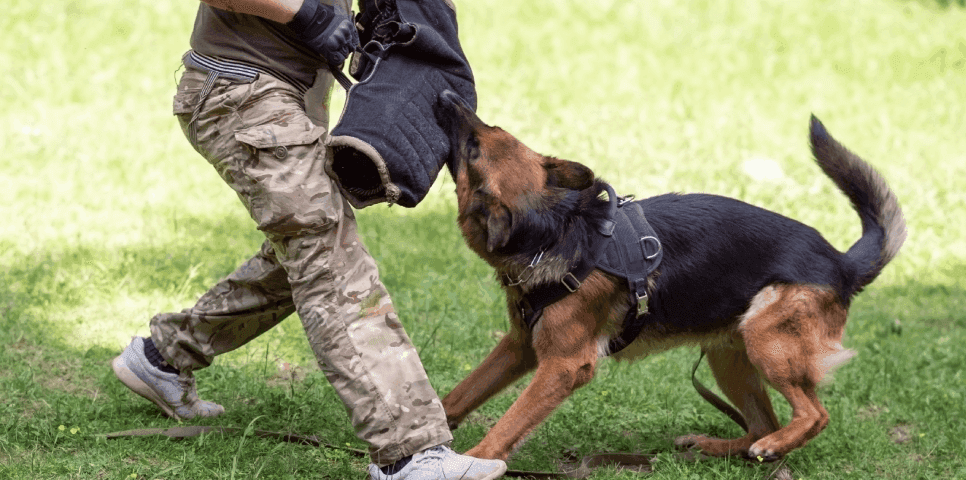 After Effects Of Dog Attacks