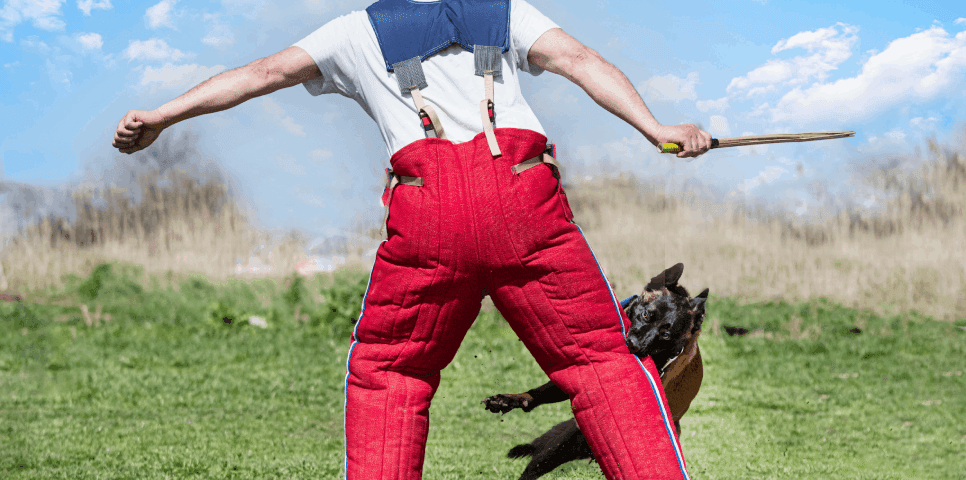 Dog Attack
