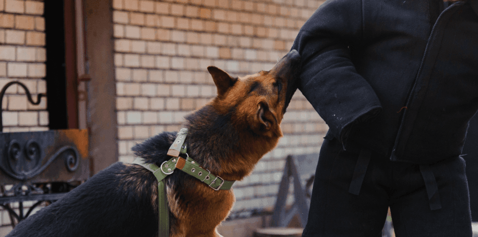 Dog Bite Dog Bite
