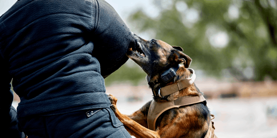 Dog Attack Dog Attack