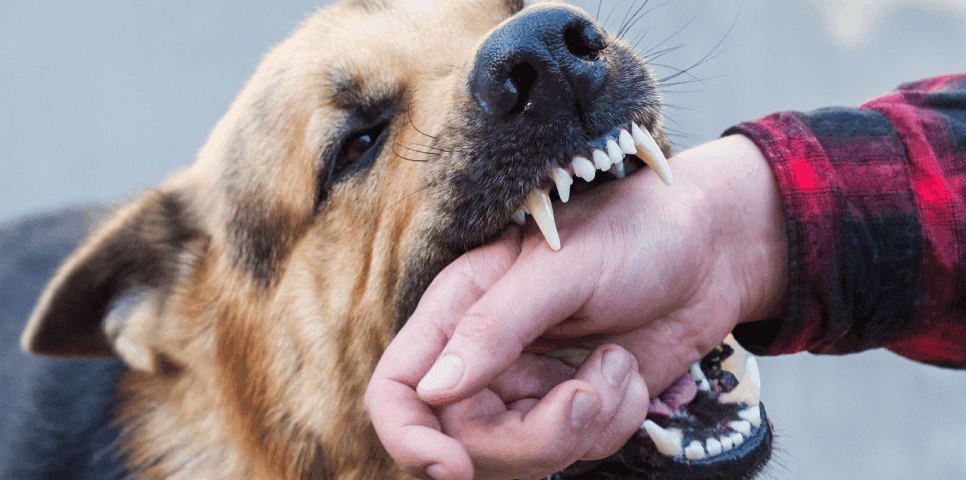 Dog Attack Dog Attack