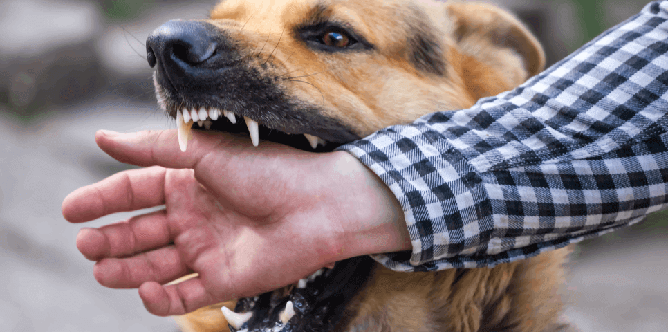 Aggressive Dog Attack Injury Aggressive Dog Attack Injury