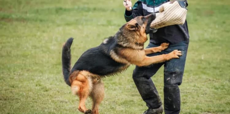 Dog Bite