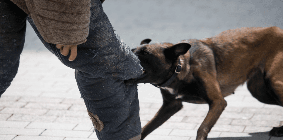 Dog Attack Dog Attack
